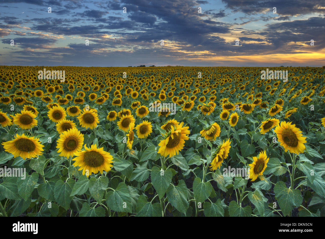 Questo campo di girasole è stato acquisisce un po' dopo il tramonto nel Texas centrale. Foto Stock