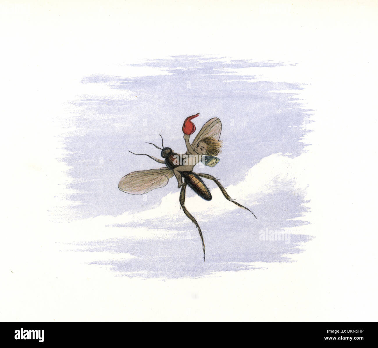 Un elfo volare lontano su un insetto. Foto Stock
