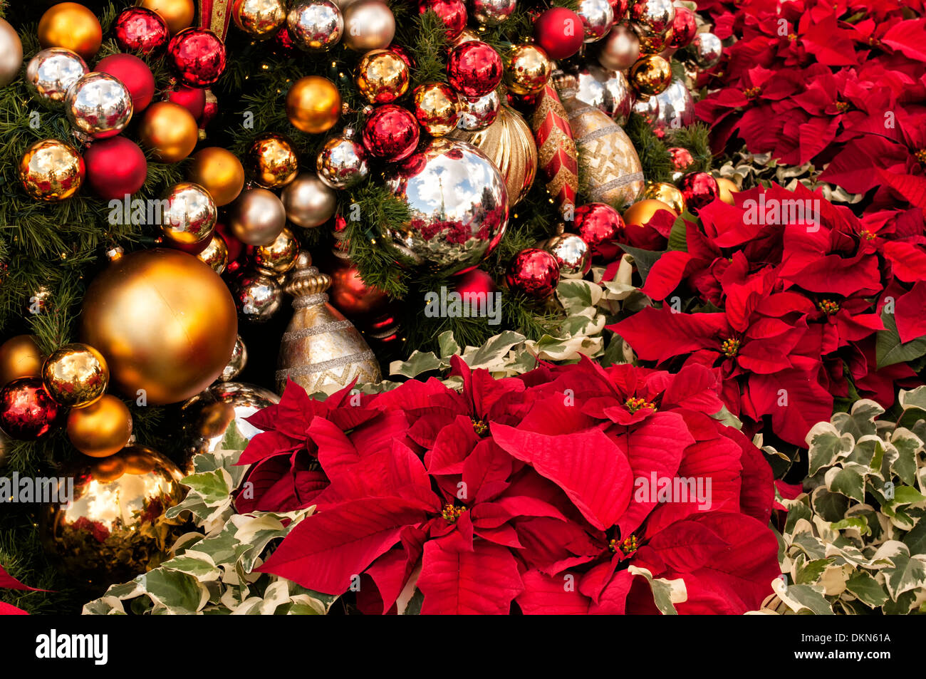 Poinsettia piante e albero di Natale con decine di ornamenti Foto Stock