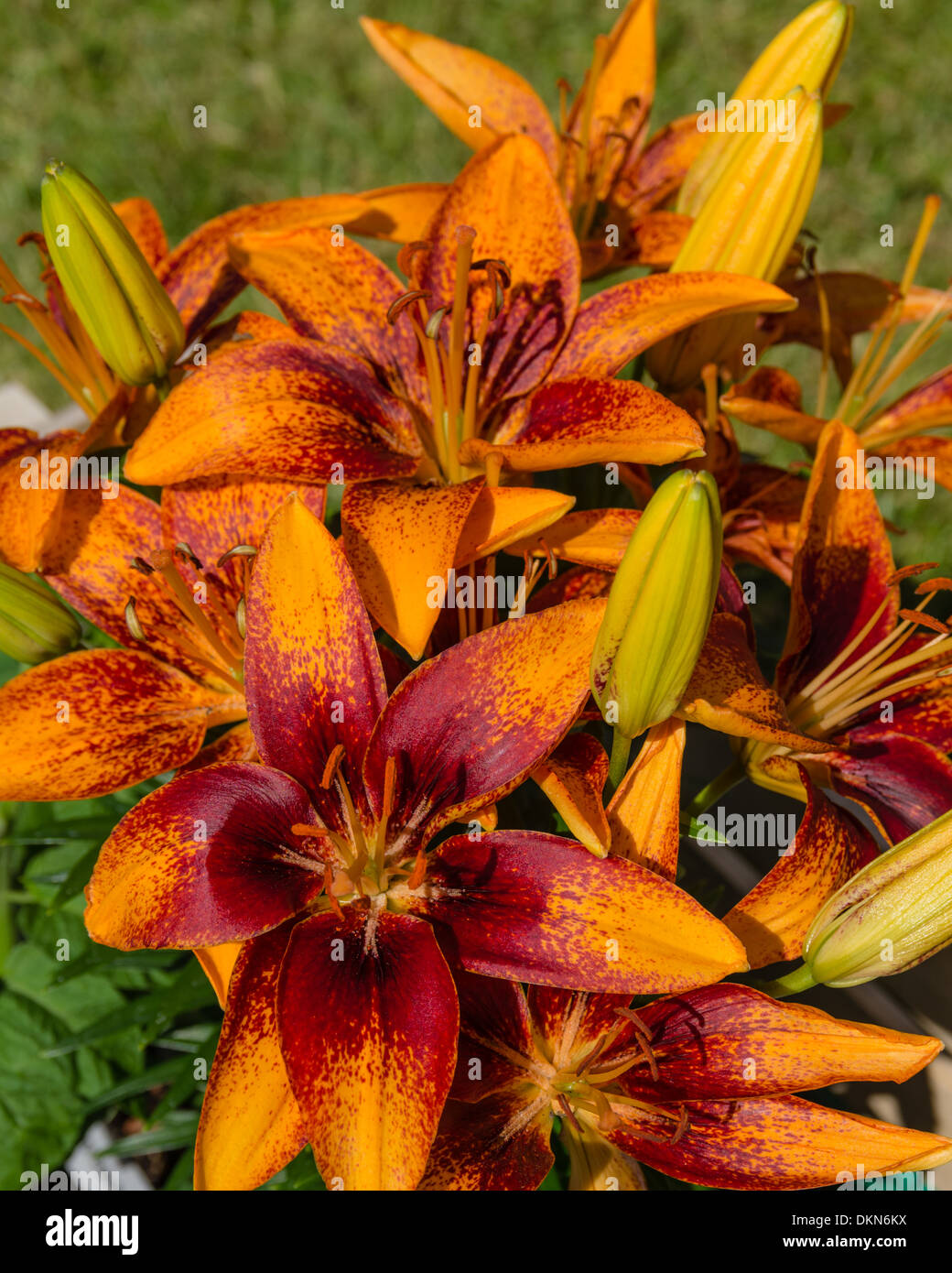 Un gruppo di orange lilies in piena fioritura Foto Stock
