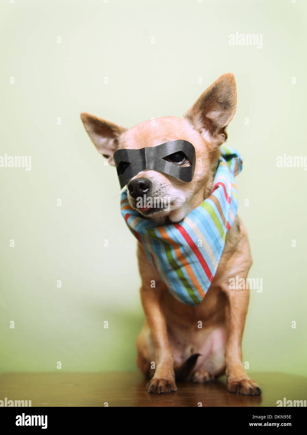 Carino chihuahua in una maschera nera costume con una bandana sul Foto Stock