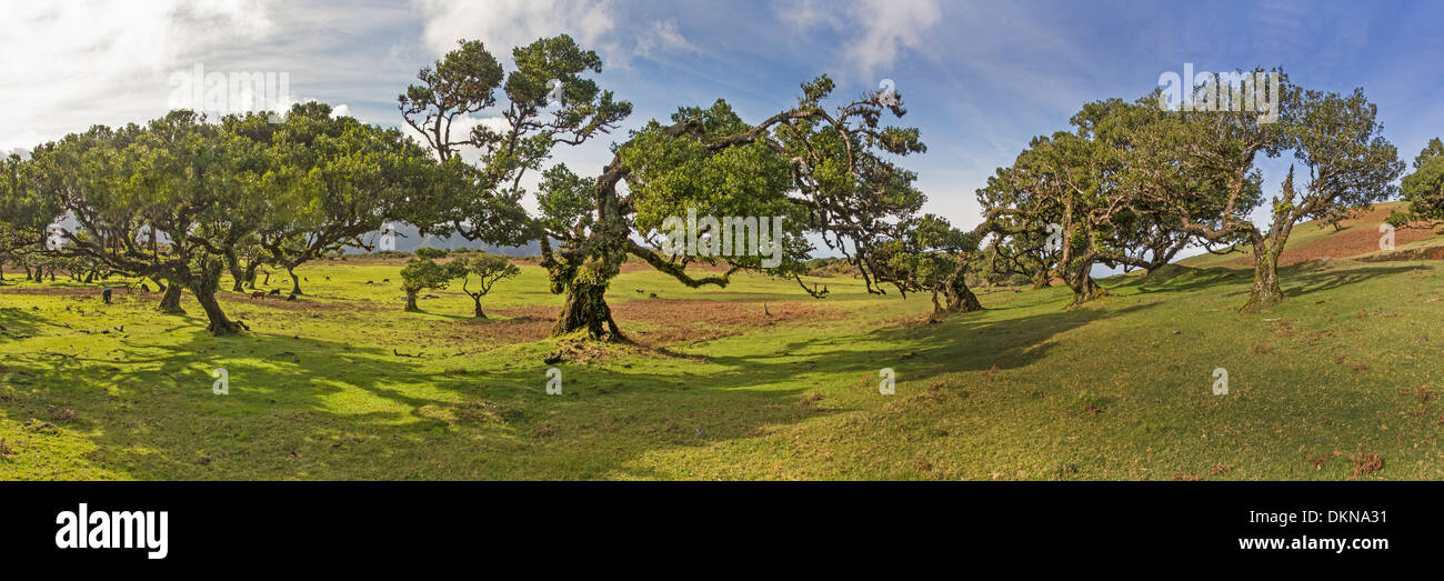 Vecchio bay allori, Madeira, Portogallo / Laurus nobilis Foto Stock