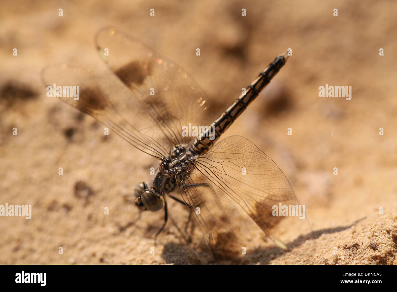 Dragon Fly di appoggio al suolo del deserto . Foto Stock