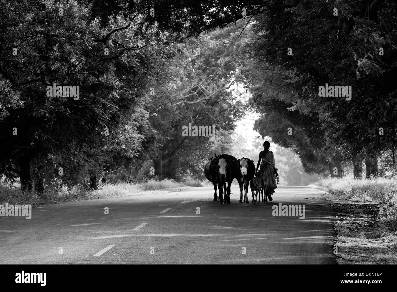 Rurale villaggio indiano donna a piedi lungo una strada con le mucche in campagna indiana. Andhra Pradesh, India . In bianco e nero. Foto Stock