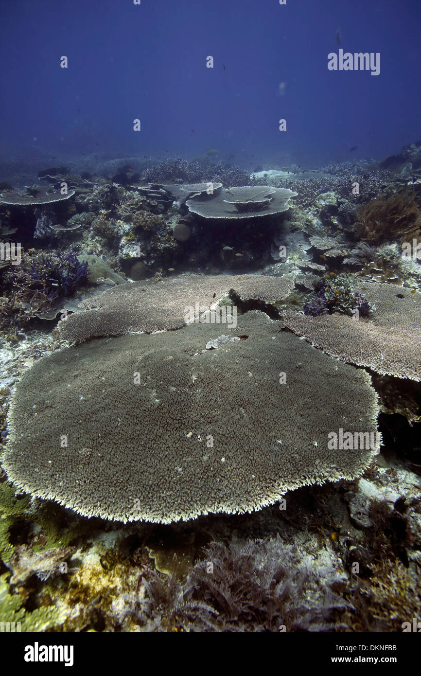 Tabella corallo a Melissa's Garden scuba diving sito in il Raja Ampat isole, Papua Occidentale Foto Stock