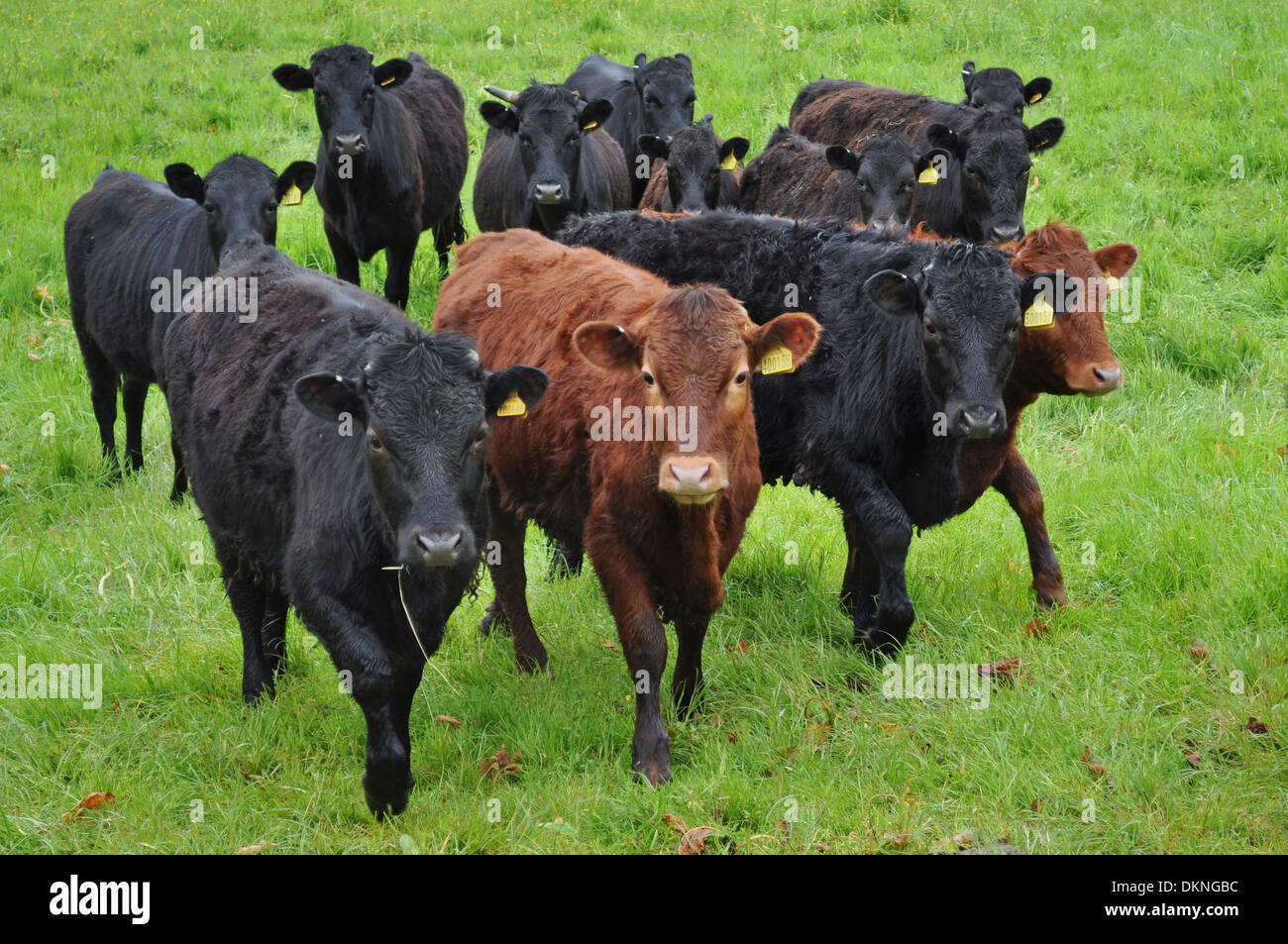 Allevamento di bovini nella campagna pennini Foto Stock