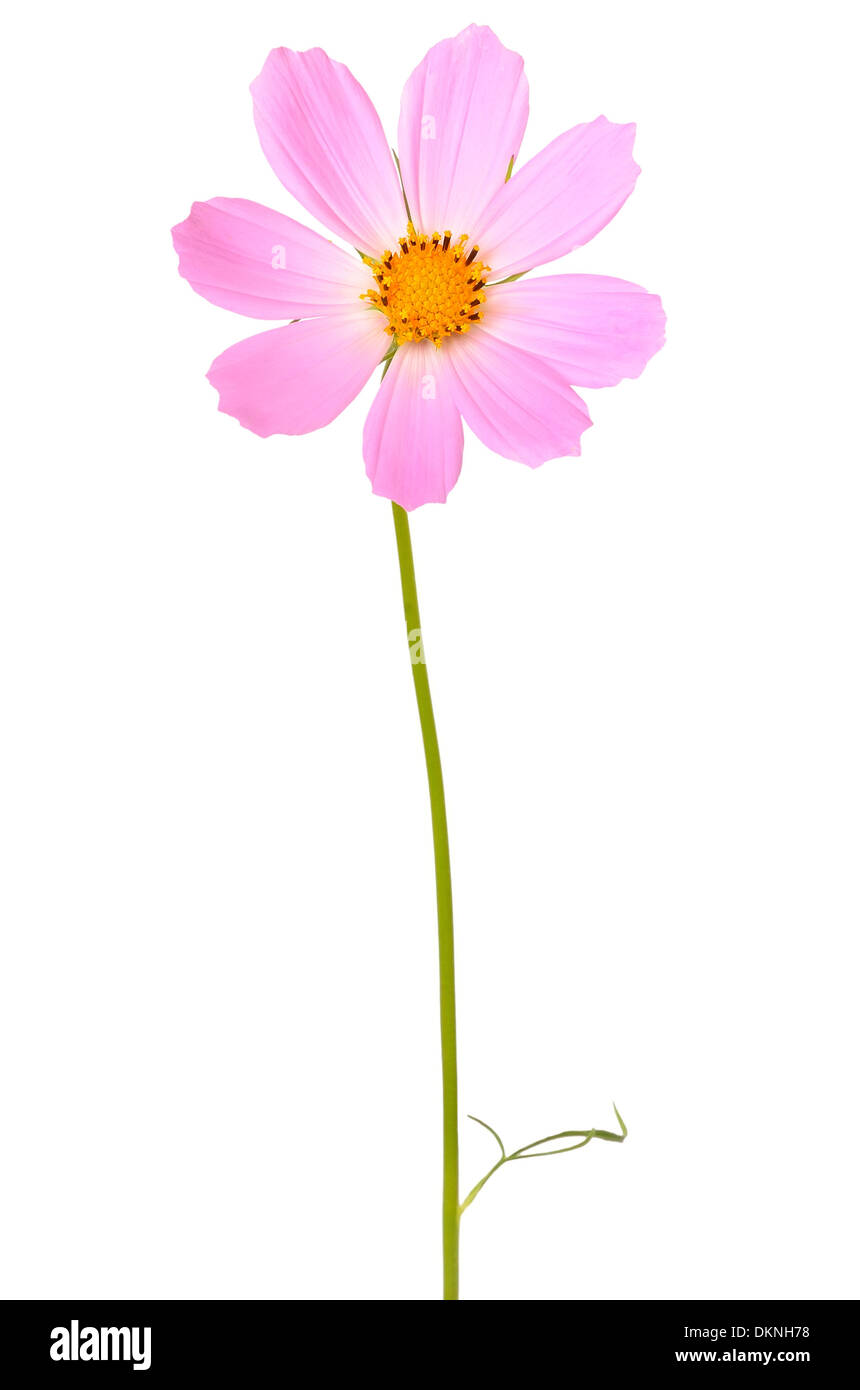 Cosmo fiore isolato su uno sfondo bianco Foto Stock