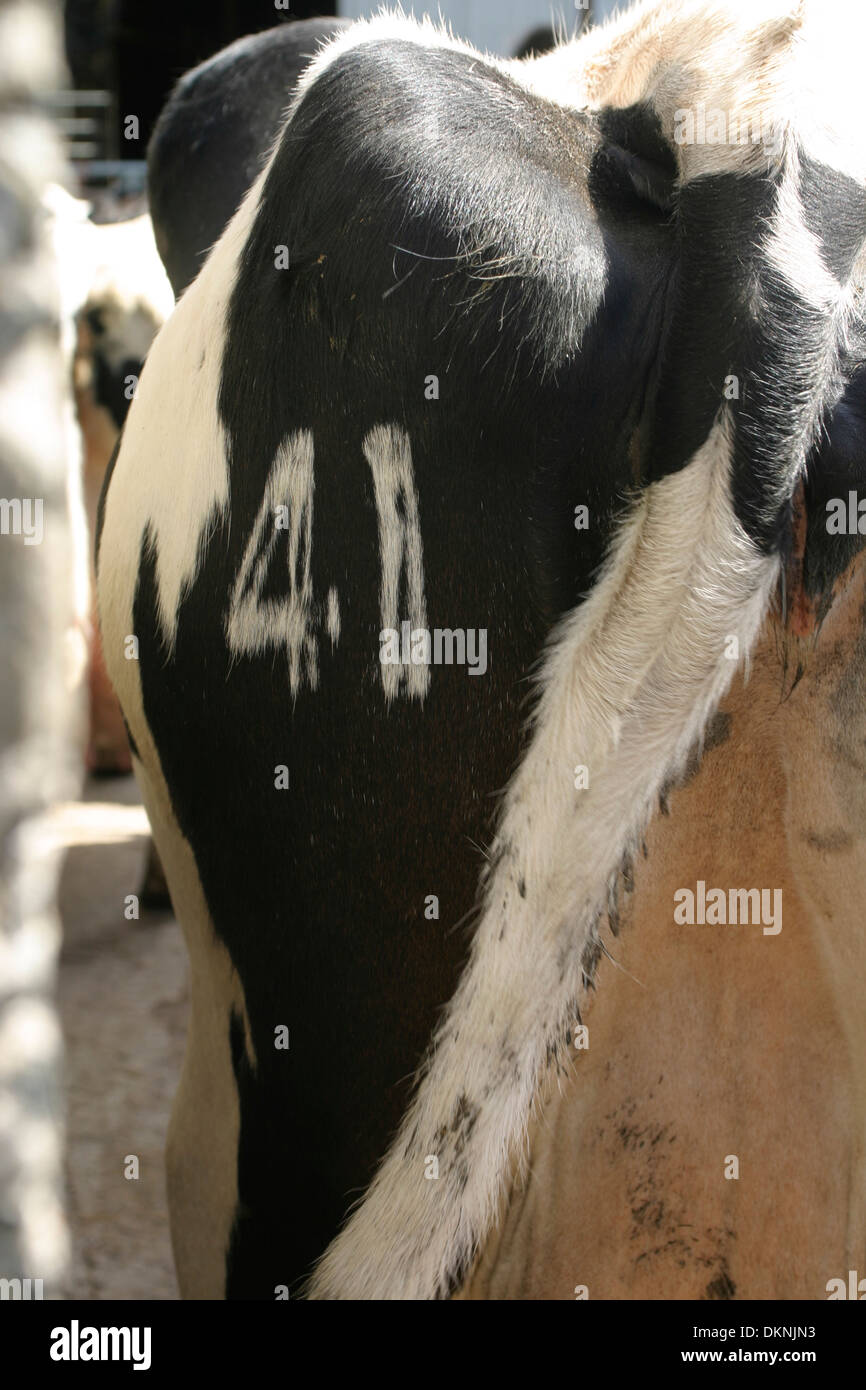 L'estremità posteriore di una mucca fresian con il numero 41 su di esso sotto il sole. Foto Stock