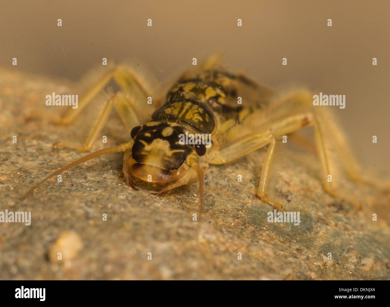 Arancio listati Stonefly Perlodes mortoni ninfa Foto Stock