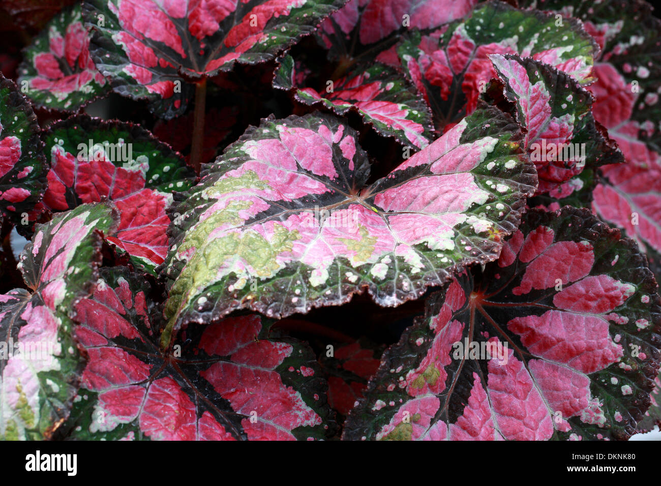 Rex Begonia 'Maui nebbia', Begoniaceae. Foto Stock
