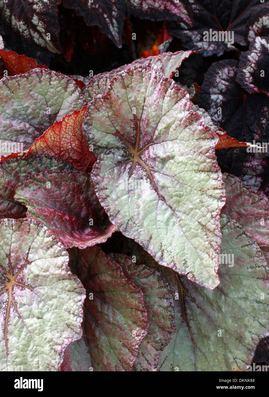 Rex Begonia 'pace', Begoniaceae. Foto Stock