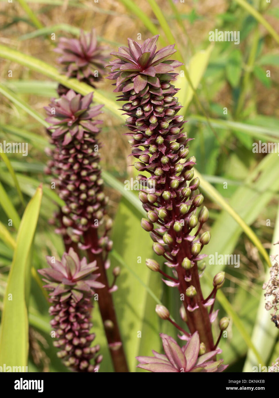 Giglio di ananas, Eucomis comosa, syn E. punctata, Hyacinthaceae, Sud Africa Foto Stock