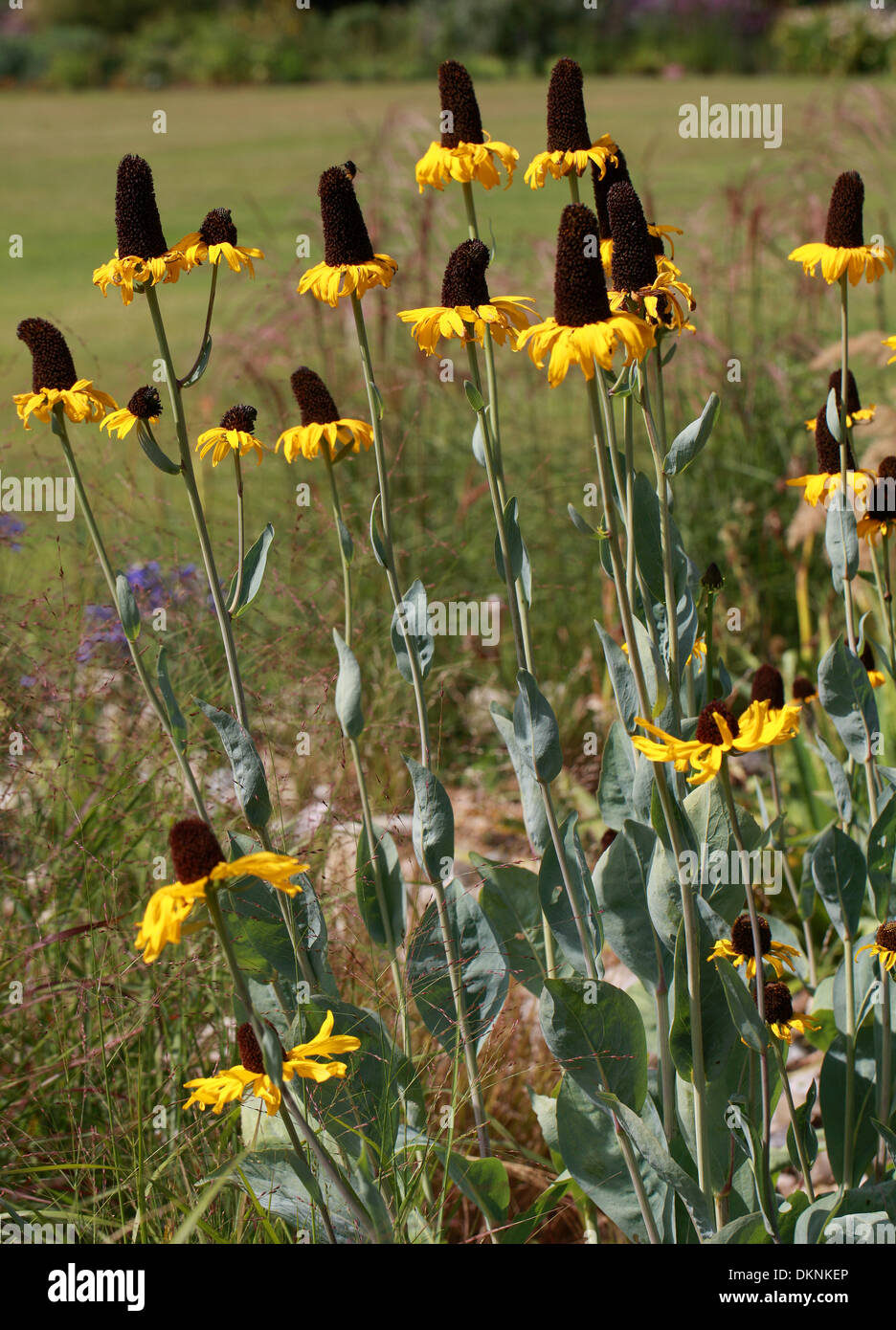 Grande Coneflower, foglia di cavolo Coneflower, Rudbeckia maxima, Asteraceae. Foto Stock