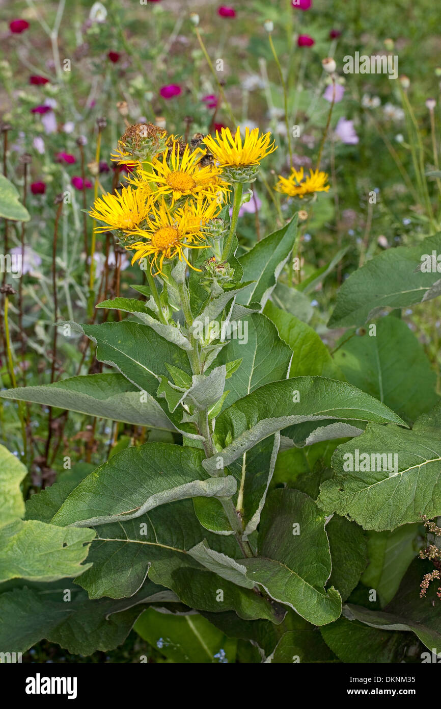Scabwort, cavalli di guarire, Marchalan, Echter su Alant, Helenenkraut, Inula helenium, Enula Foto Stock