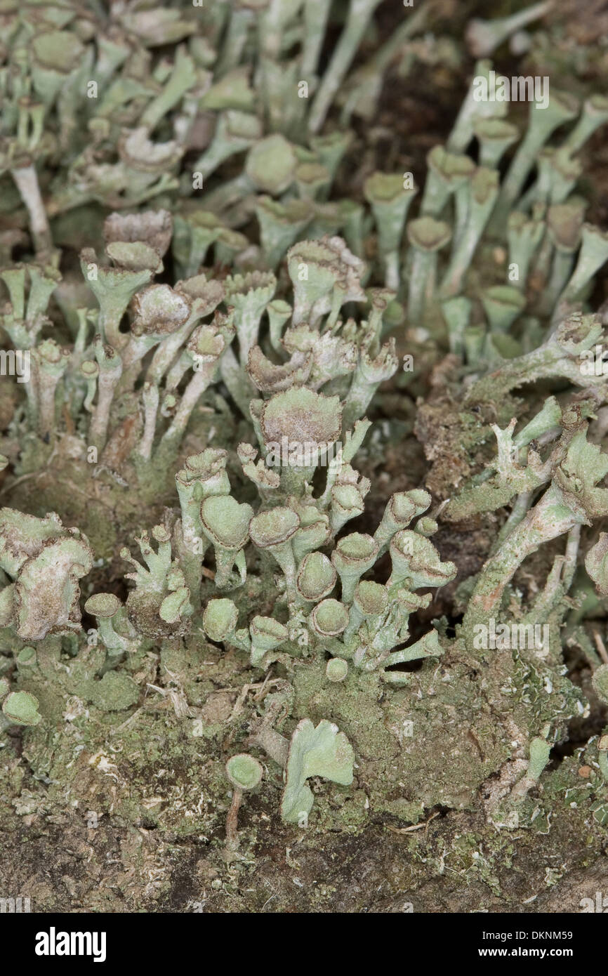Cup Lichen, Echte Becherflechte auf einem alten Zaunpfahl, Totholz, Cladonia pyxidata s.l. Foto Stock