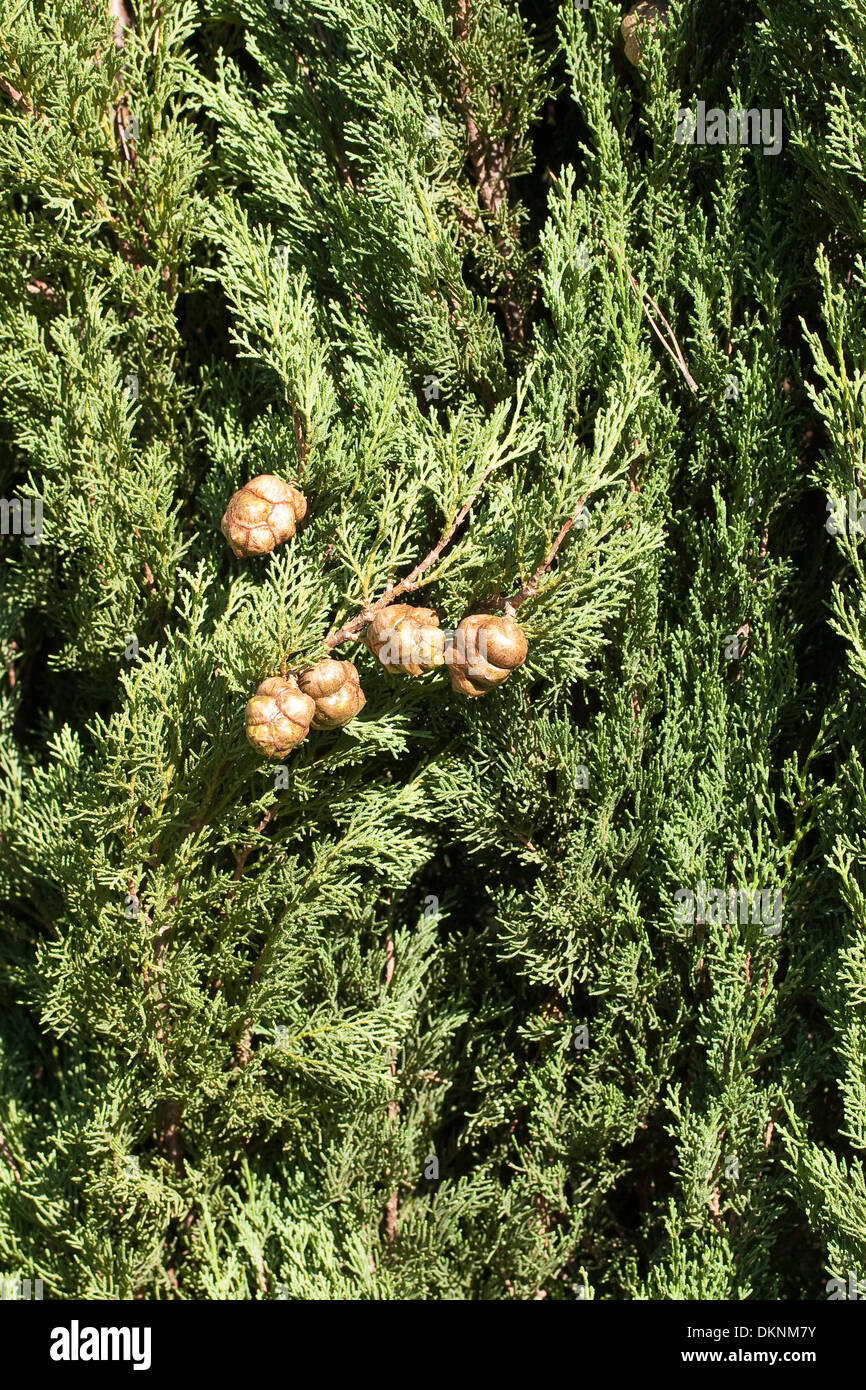 Cipresso mediterraneo, Italiano cipresso, cipresso toscano, cimitero cipresso, pino a matita, Echte Zypresse, Cupressus sempervirens Foto Stock
