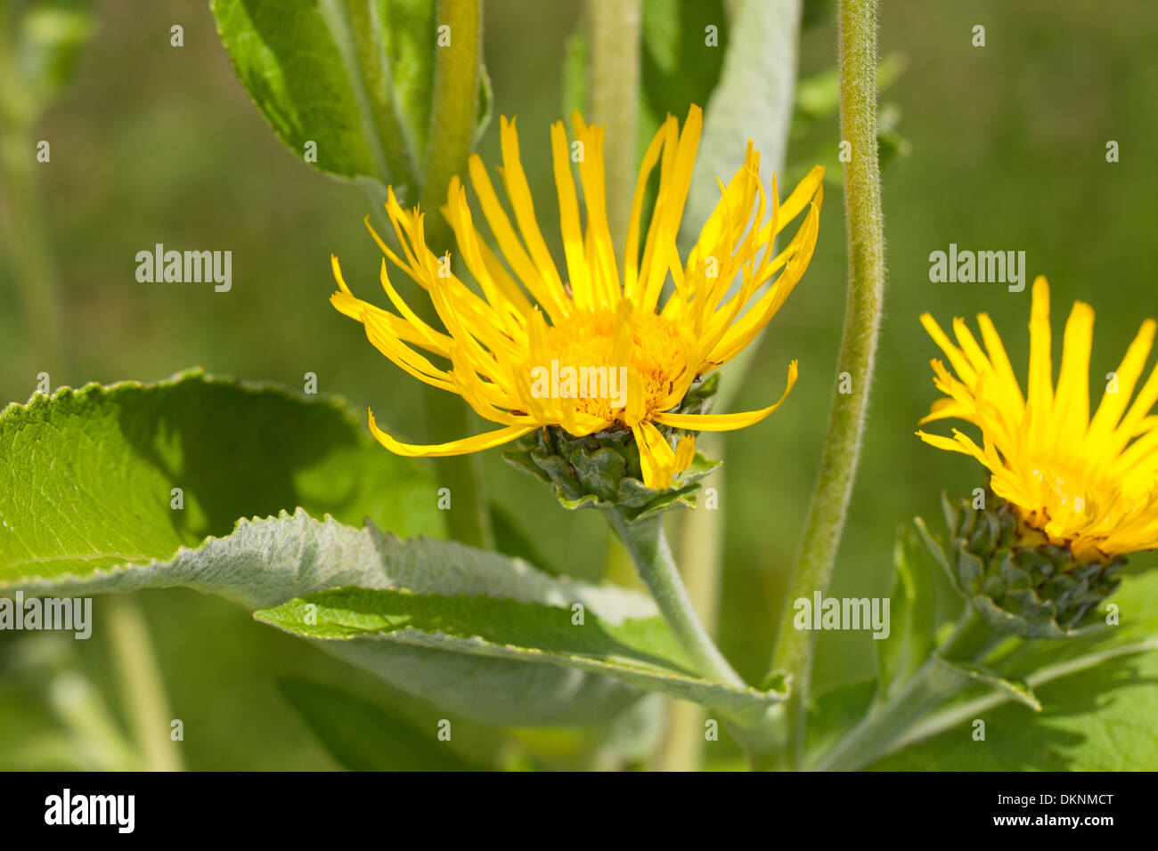 Scabwort, cavalli di guarire, Marchalan, Echter su Alant, Helenenkraut, Inula helenium, Enula Foto Stock