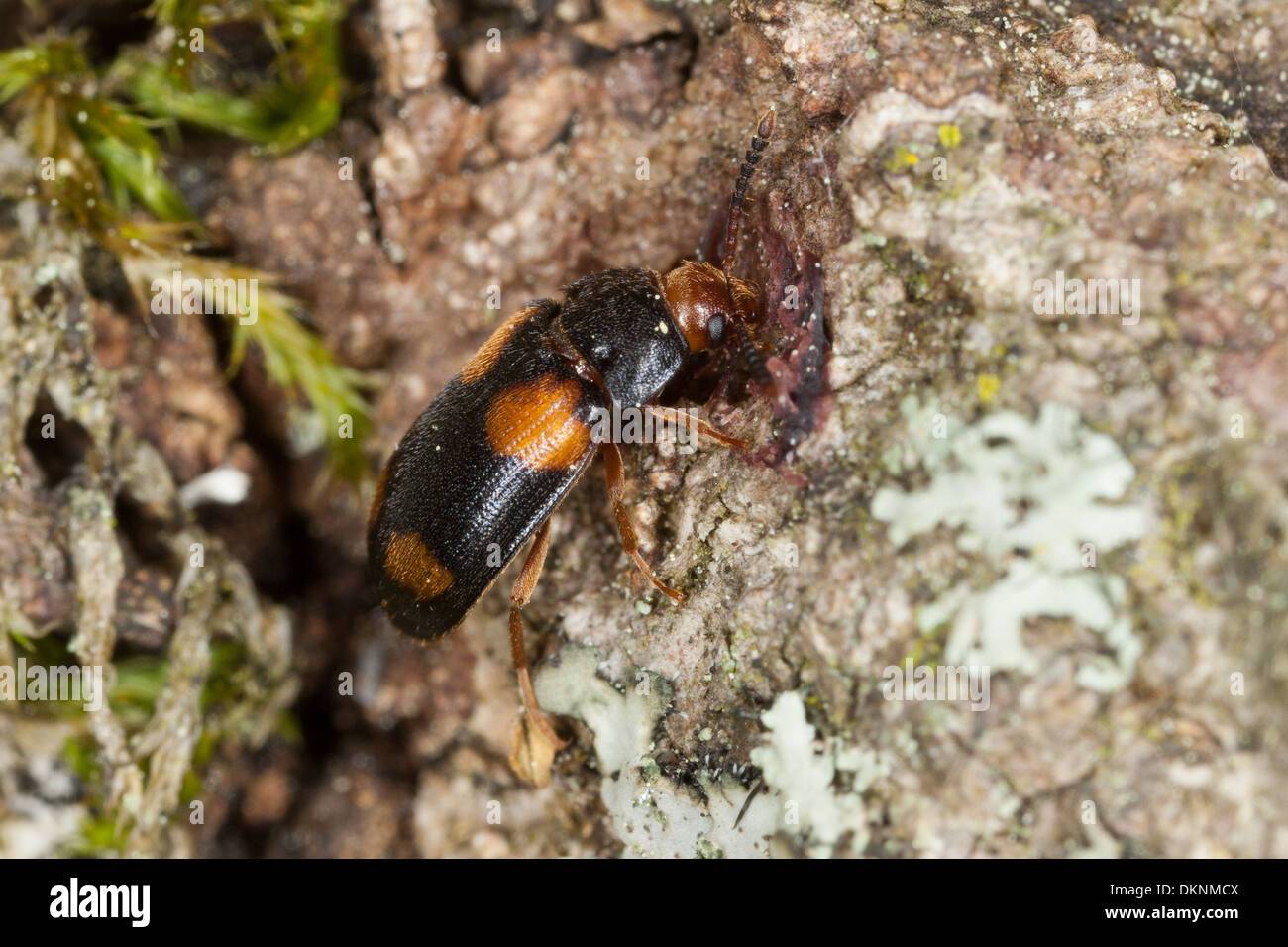 Fungo pelose beetle, Vierfleckiger Baumschwammkäfer, Baumschwamm-Käfer, Mycetophagus quadripustulatus, Mycetophagidae Foto Stock