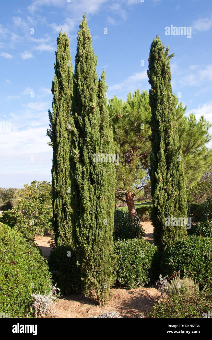 Cipresso mediterraneo, Italiano cipresso, cipresso toscano, cimitero cipresso, pino a matita, Echte Zypresse, Cupressus sempervirens Foto Stock