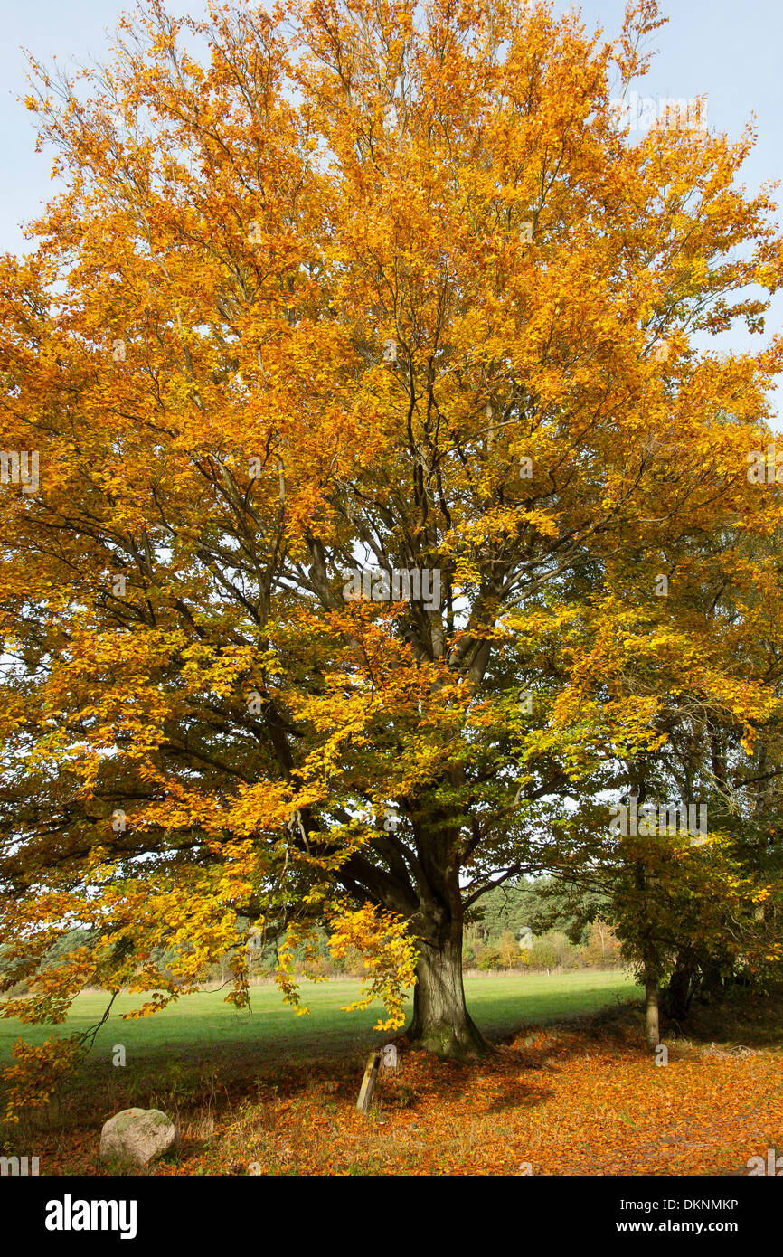 Faggio europeo, fogliame autunnale caduta delle foglie, i colori autunnali, Buche im Herbst, Herbstfärbung, Rotbuche, Fagus sylvatica Foto Stock