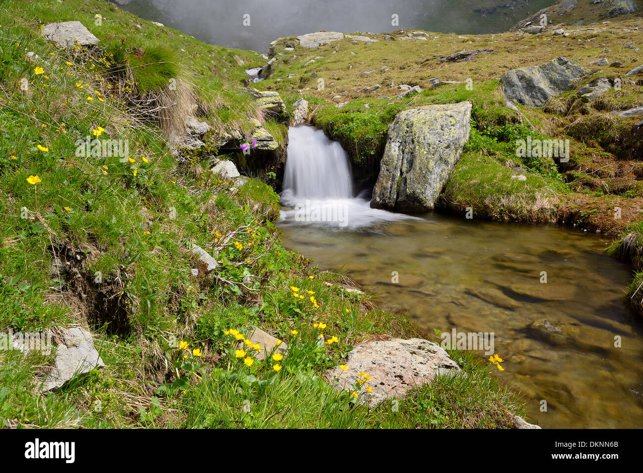 Piccolo ruscello che scorre tra rocce e lussureggianti prati verdi, presa con una lenta velocità di otturatore. Posizione: Alpi occidentali, Piemonte, Italia Foto Stock