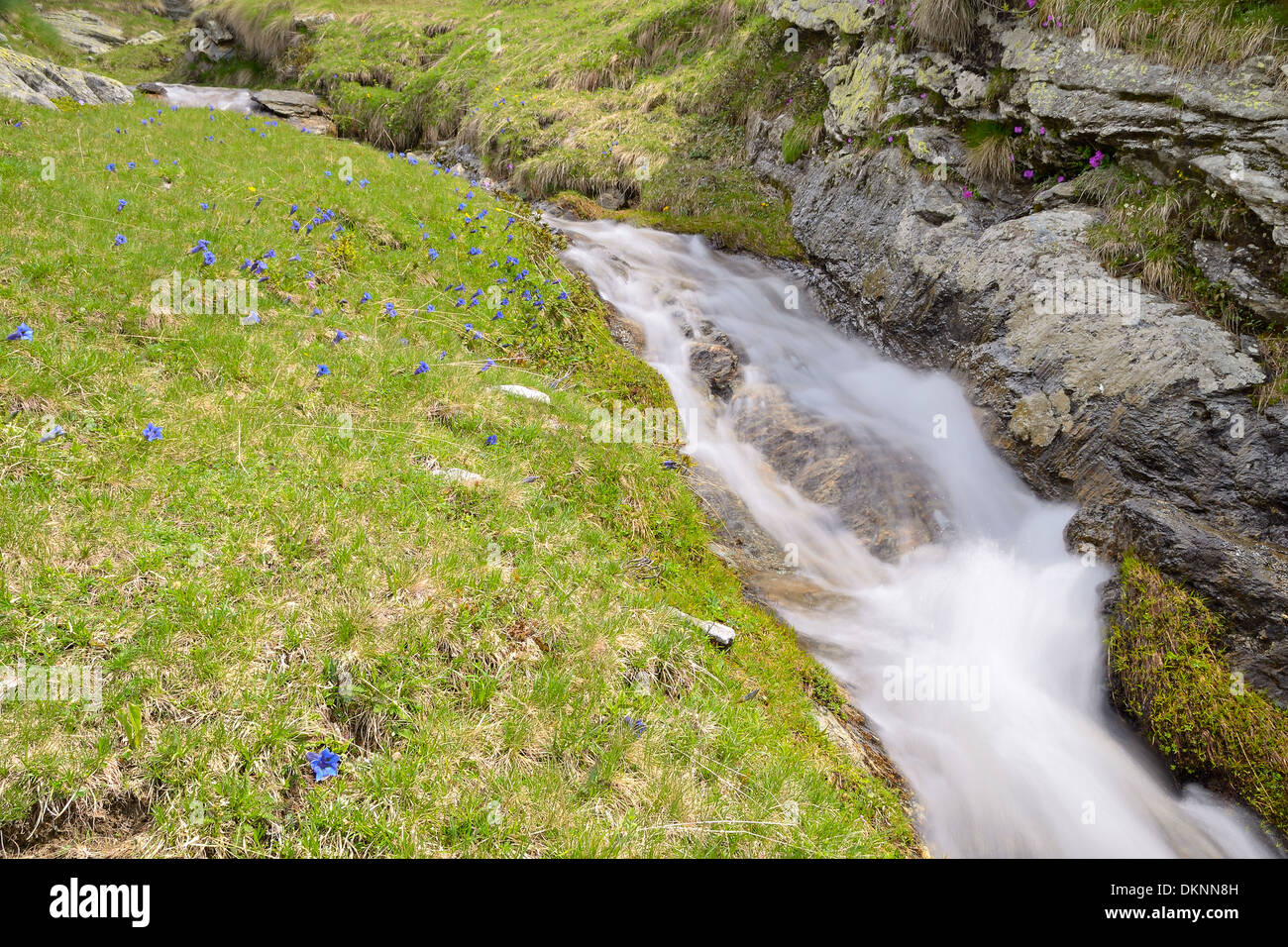 Piccolo ruscello che scorre tra rocce e lussureggianti prati verdi, presa con una lenta velocità di otturatore. Posizione: Alpi occidentali, Piemonte, Italia Foto Stock