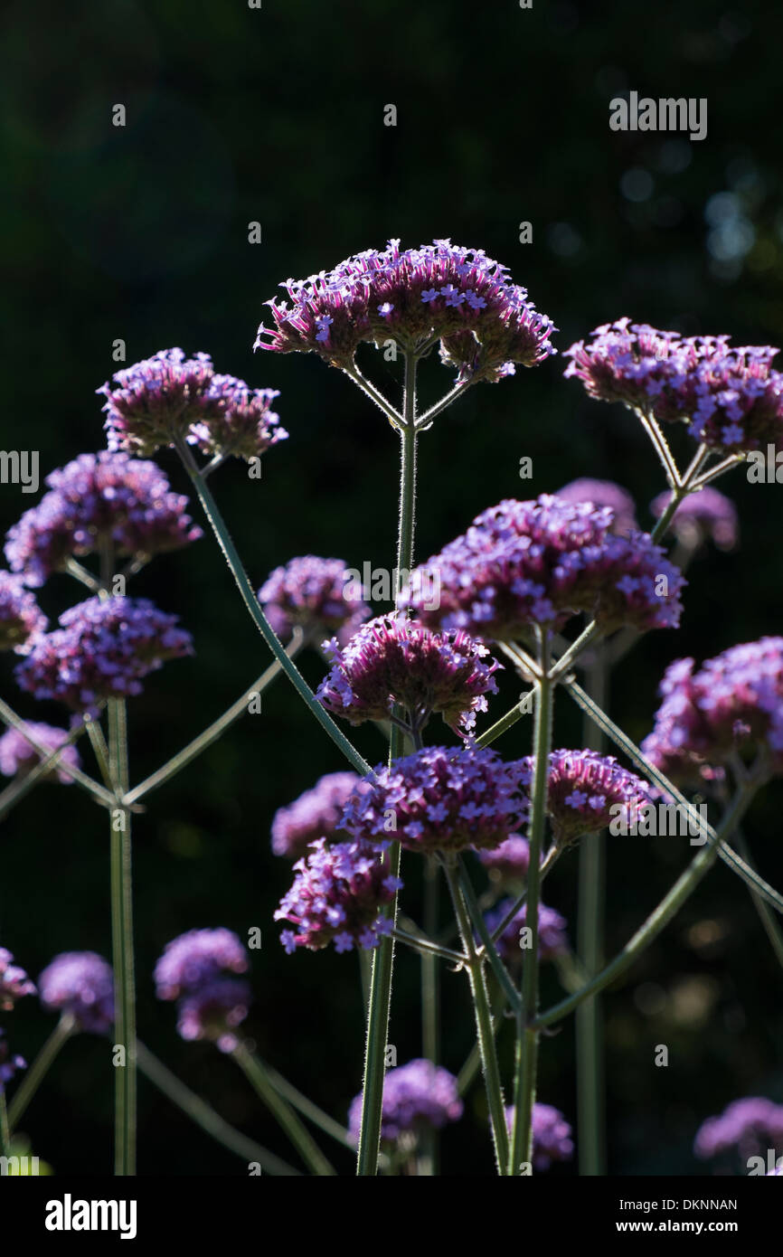 Verbena bonariensis, retroilluminato le teste dei fiori in tarda estate Foto Stock