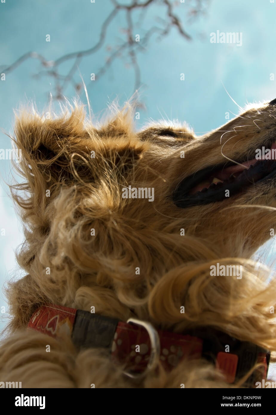 Femmina di golden retriever pronti per il gioco Foto Stock