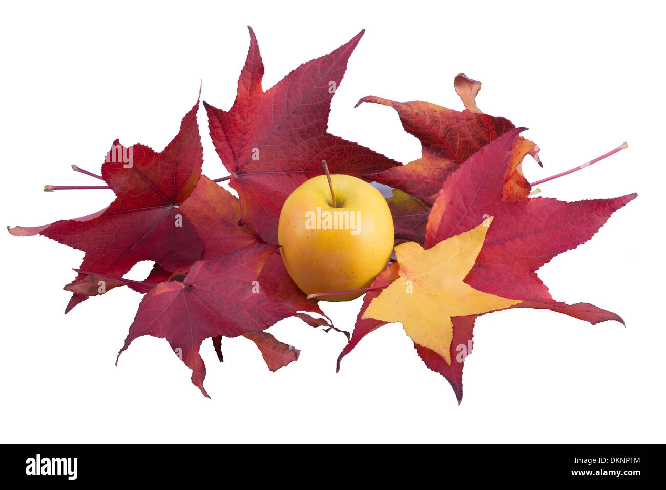 Colorato Foglie di autunno Foto Stock