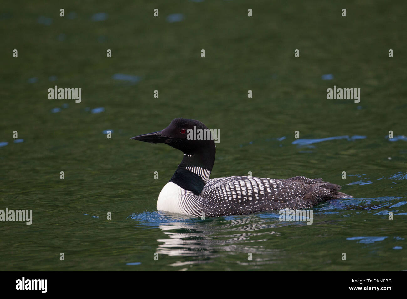 Great Northern Diver (Common Loon) Gavia immer Foto Stock