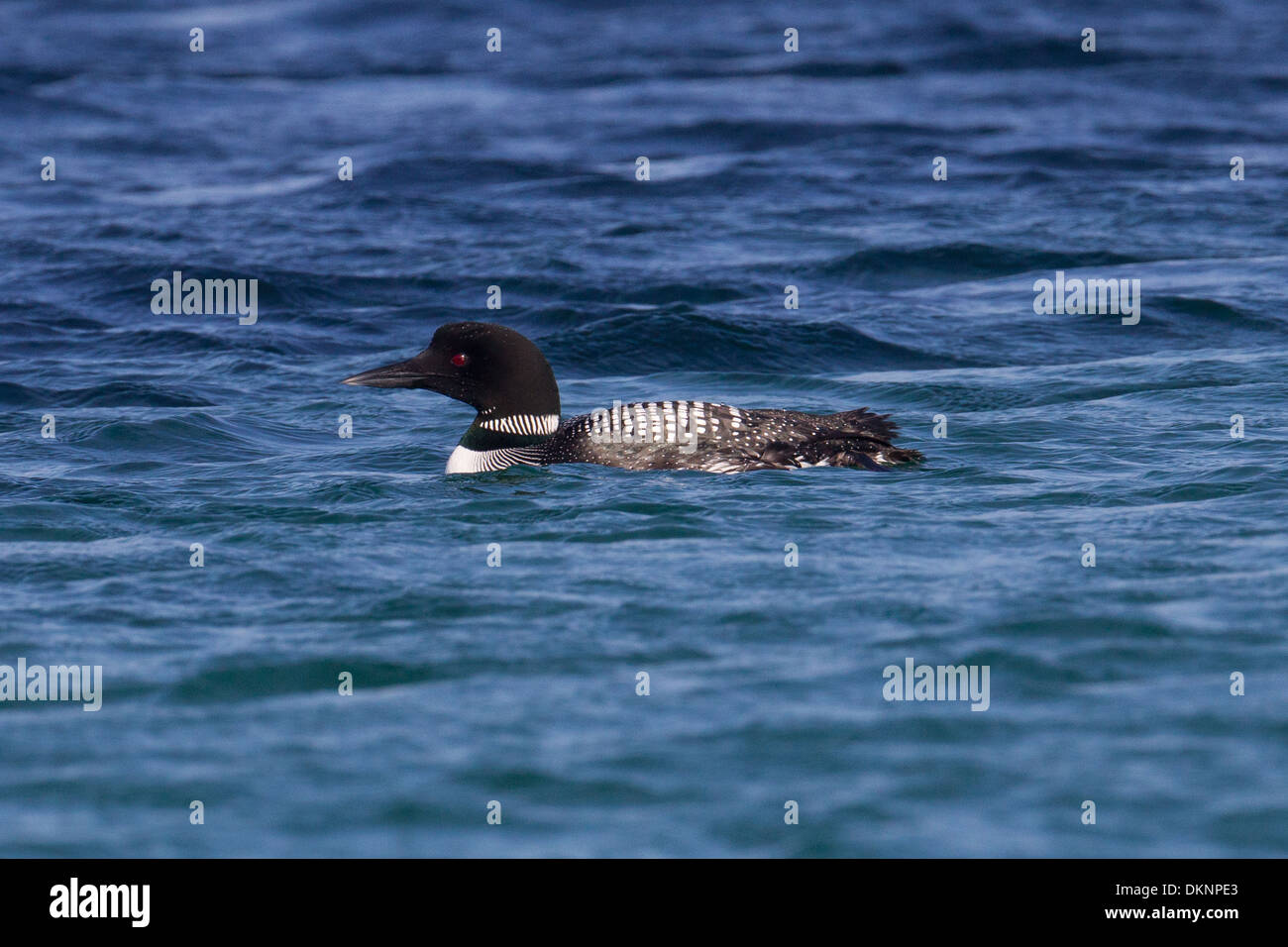 Great Northern Diver (Common Loon) Gavia immer Foto Stock