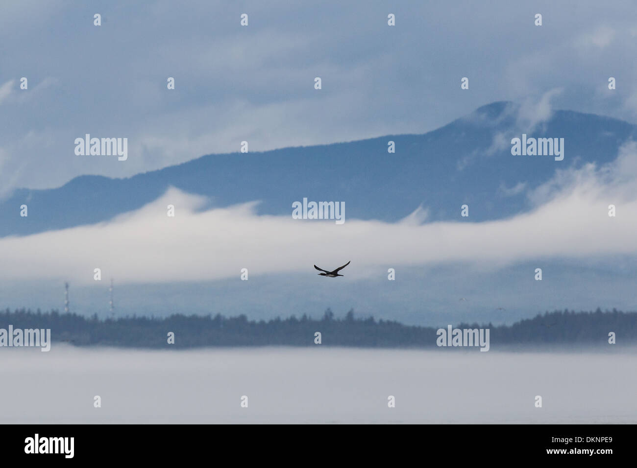 Loon comune (Great Northern Diver) Gavia immer in volo sullo sfondo dell'isola di Vancouver, British Columbia, Canada Foto Stock