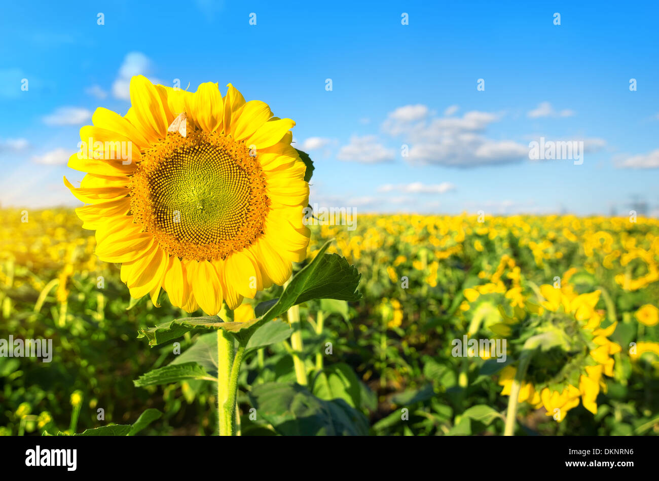 Luminoso giallo girasole nel campo in giornata di sole Foto Stock
