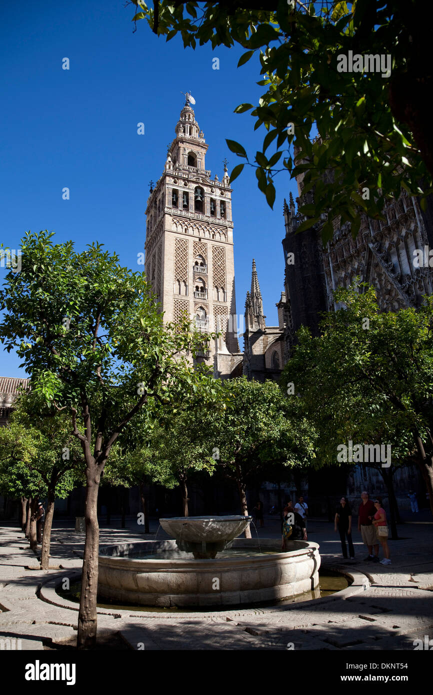 La Giralda vista dal cortile di alberi di arancio. Siviglia, in Andalusia, Spagna Foto Stock