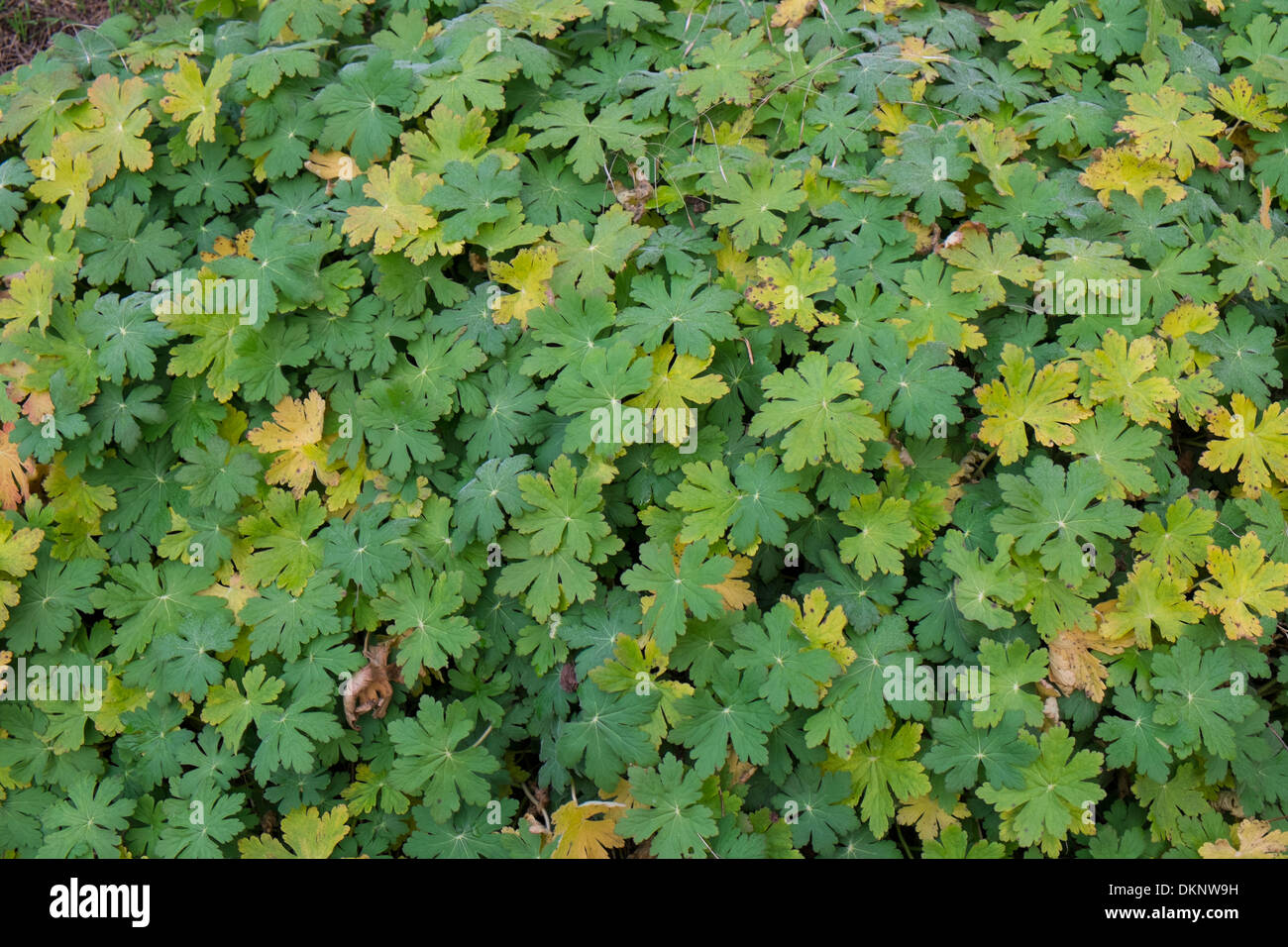 Foglie di geranio in un confine di inverno Foto Stock