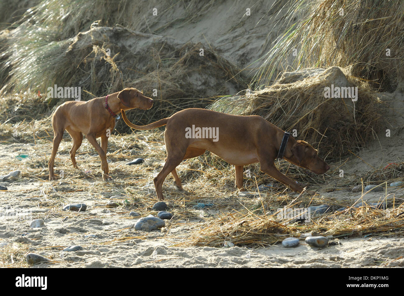 Due puntatori hound cani giocare sulla spiaggia, Winterton-On-Mare, Norfolk, Inghilterra Foto Stock