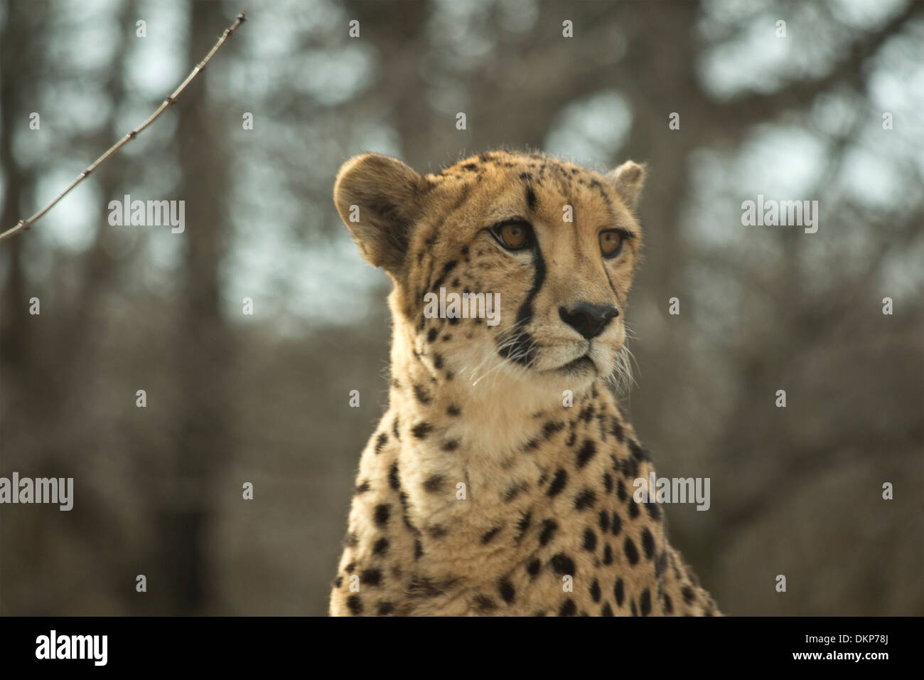 Cheetah staring off a sinistra. Acinonyx jubatus Foto Stock