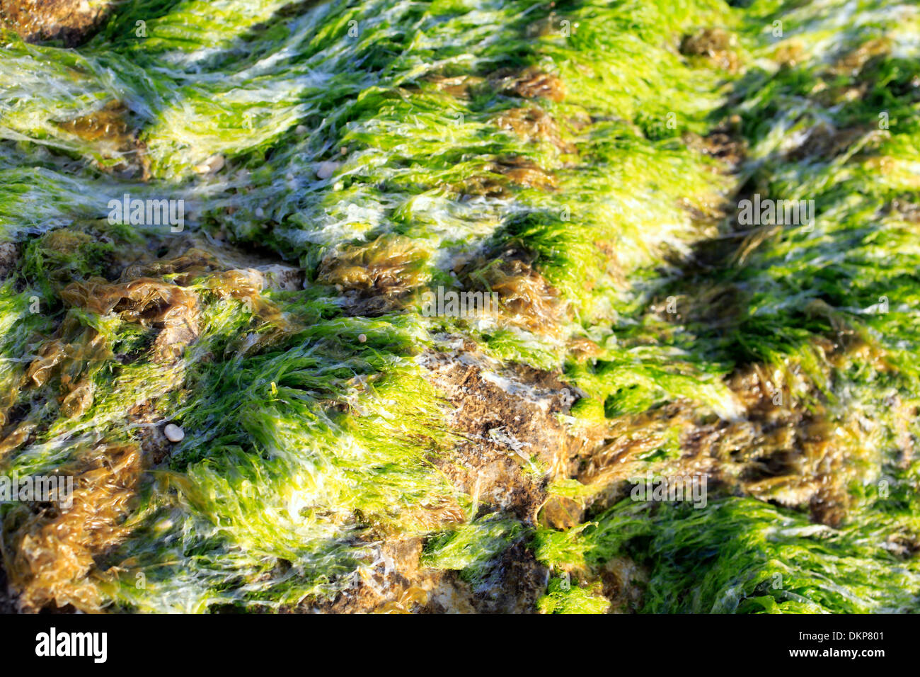 Le alghe in corrispondenza della costa adriatica nei pressi di bari, puglia, Italia Foto Stock