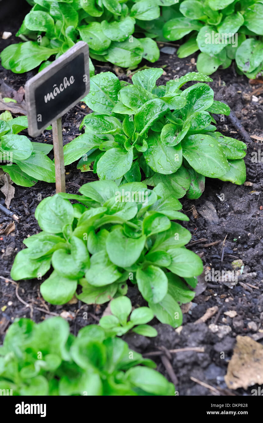 Fila di piante di insalata in un orto Foto Stock