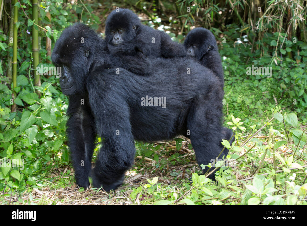 Gorilla di Montagna (Gorilla gorilla beringei) madre che trasportano circa un anno e mezzo il vecchio gemelli, Parc National des Volcans, Ruanda Foto Stock