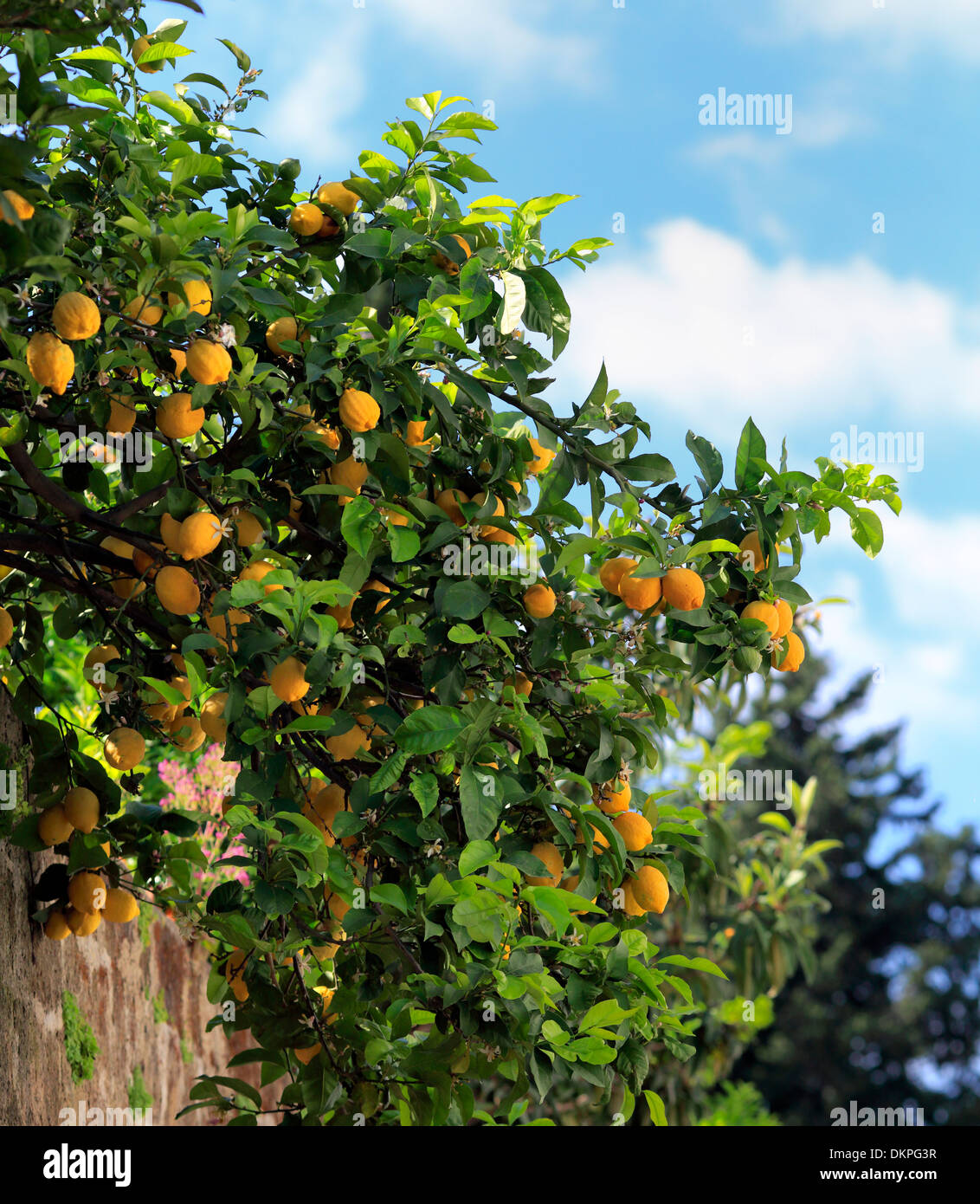 Lemon Tree vicino a Chiesa abbaziale, Sant Angelo in Formis, Campania, Italia Foto Stock