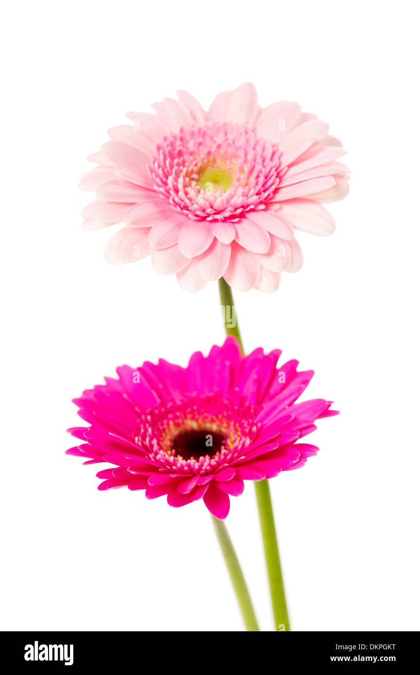 Due singolo stelo pink gerbera isolato su uno sfondo bianco Foto Stock