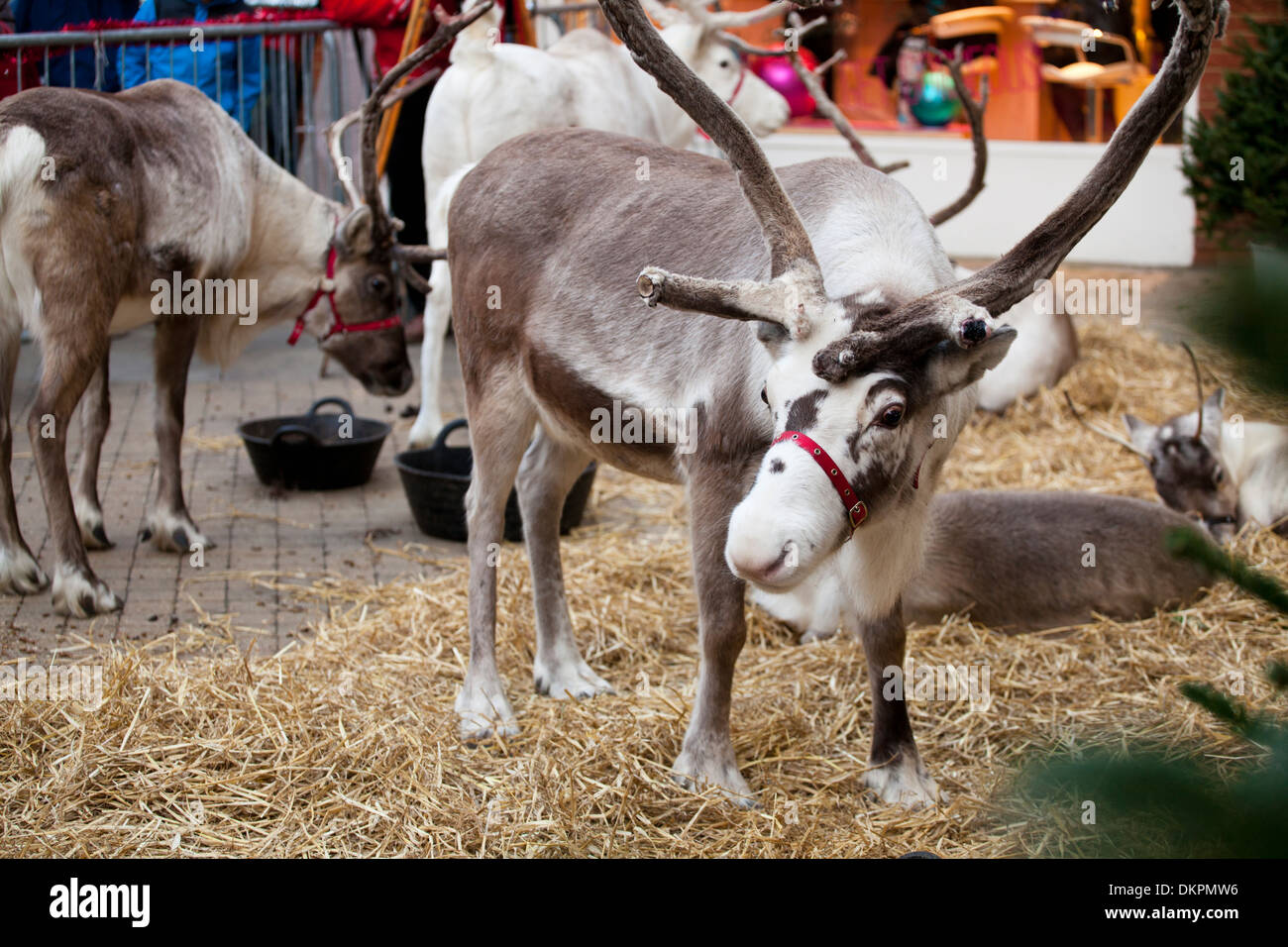 Parata di renne in Windsor al tempo di Natale 2013 Foto Stock