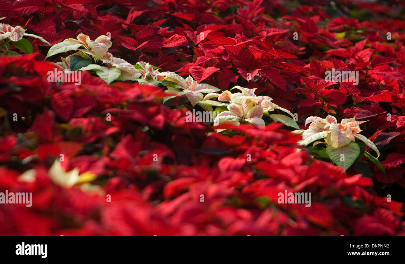 Nov. 24, 2009 - Redding, CALIFORNIA, STATI UNITI D'AMERICA - Eli Worden, 19, acque poinsettias Martedì, parte della sua routine mensile presso il Collegio di Shasta Farm. I poinsettias fanno parte della propagazione nel vegetale programma e sarà in vendita il prossimo tre fine settimana a beneficiare il reparto orticoltura e attività correlate..Nathan Morgan/proiettore Record. (Credito Immagine: © Redding Record/proiettore ZUMApr Foto Stock