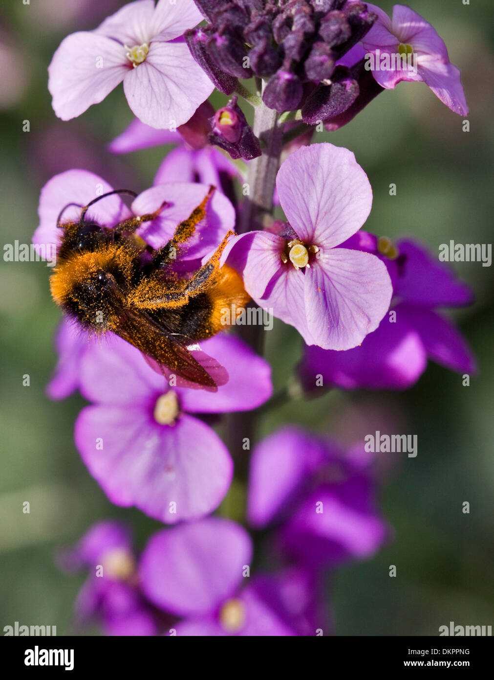Bumble Bee coperti di polline su Erysimum Bowles fiori malva Foto Stock