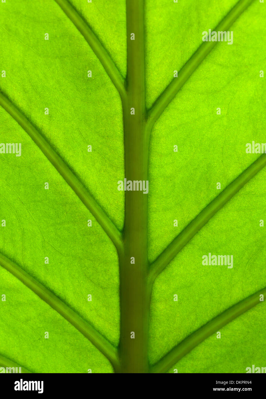 Gigante impianto Taro leaf noto anche come:Alocasia machrorhiza,Dieffenbachia (Dumb canna), orecchie di elefante, Cunjevoi per pattern, backgrou Foto Stock