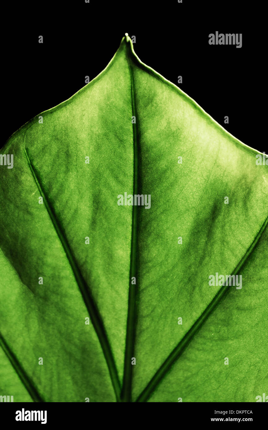 Gigante impianto Taro leaf noto anche come:Alocasia machrorhiza,Dieffenbachia (Dumb canna), orecchie di elefante, Cunjevoi per pattern, backgrou Foto Stock