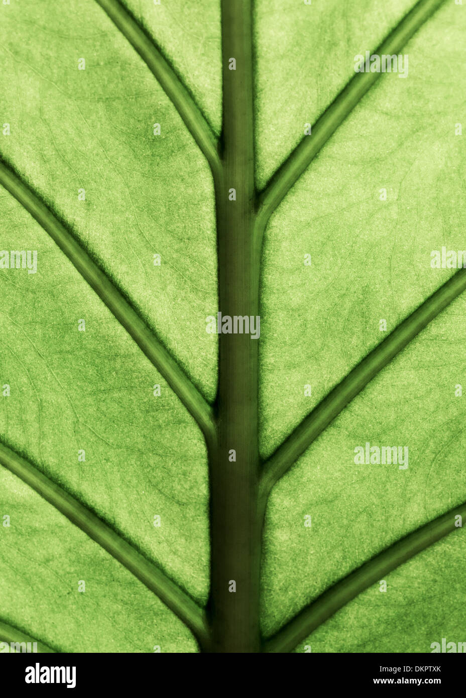 Gigante impianto Taro leaf noto anche come:Alocasia machrorhiza,Dieffenbachia (Dumb canna), orecchie di elefante, Cunjevoi per pattern, backgrou Foto Stock