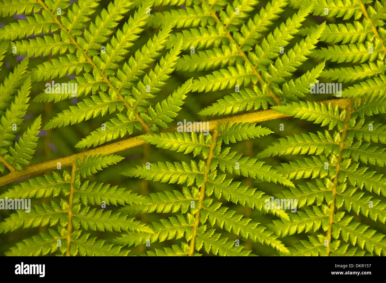 L'antartide Athyrium treefern lascia botanica Cyatheales dettaglio Dicksonia fern femina Filicopsida filix flora donna comune di felce Foto Stock