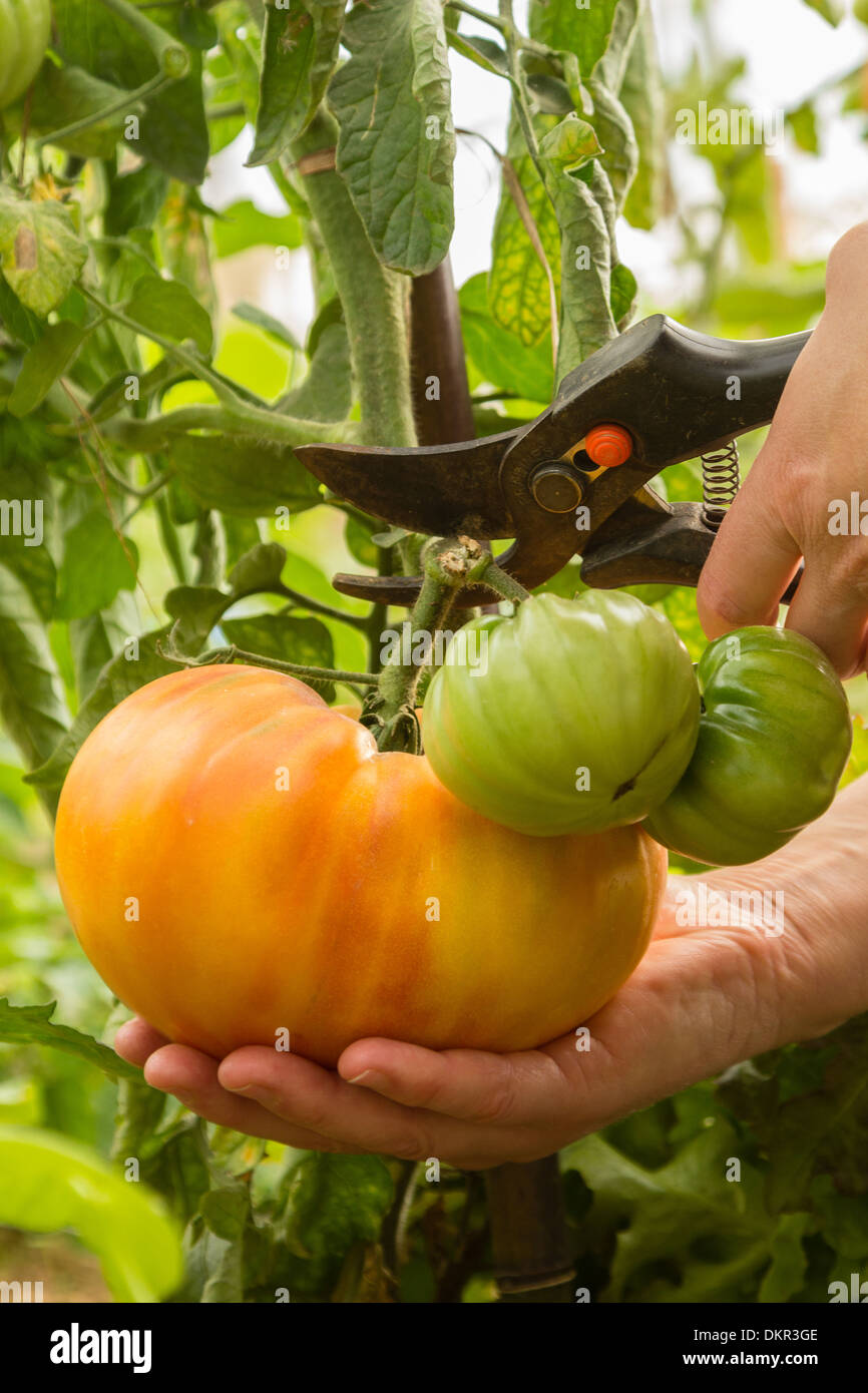 Il prelievo di un pomodoro grande // récolte d'une grosse tomate Foto Stock